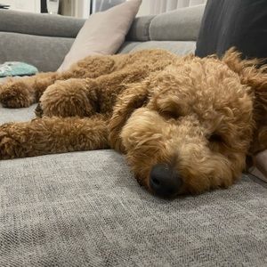 Meet your Posher, Miranda